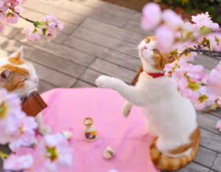 Illustration for article titled Cats Are the Cutest Guides to Japan